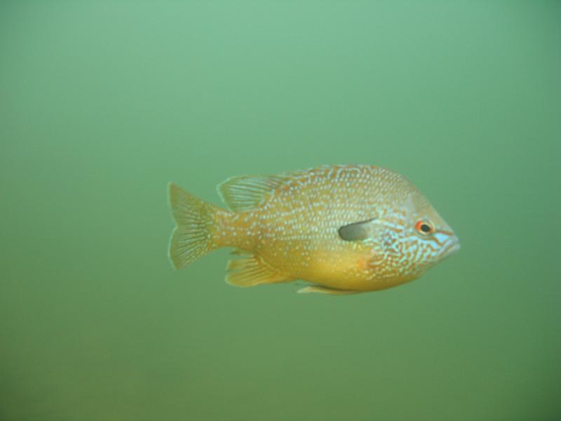 Table Rock July 7 007.JPG - He's looking nice and fit.